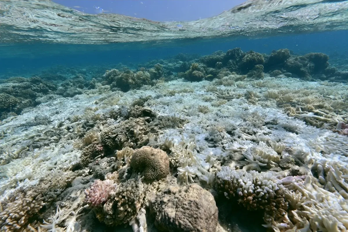 El futuro de los arrecifes de coral: 96% en riesgo para 2075